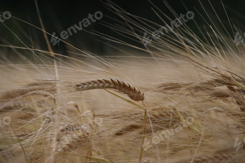 Preview: focus on wheat ear in a field of ripe wheat