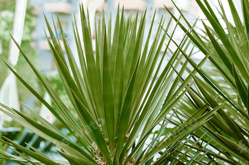 Preview: The green leaf of a palm tree. WASHINGTONIA FILIFERA