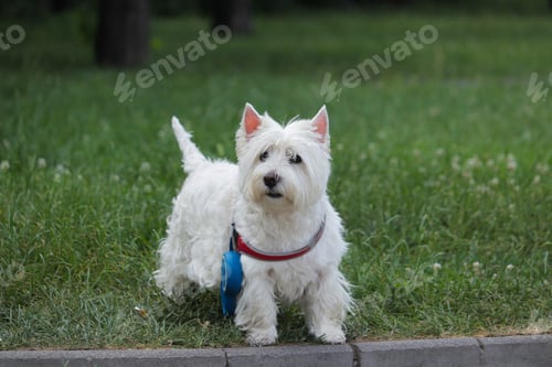 Preview: Closeup shot of a white dog