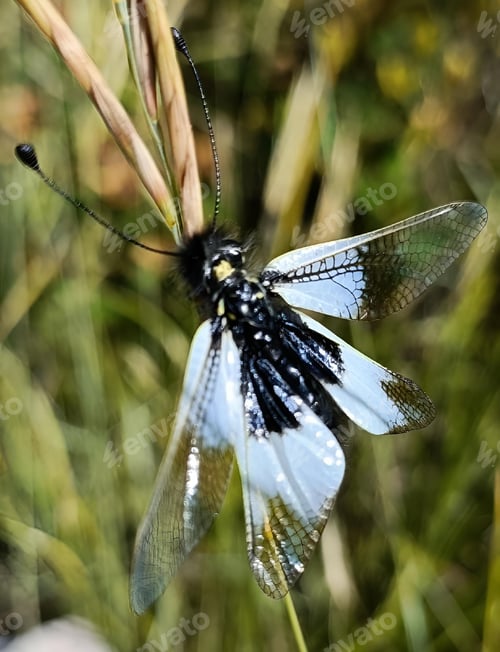 Preview: the insect is sitting on a thin plant near the water