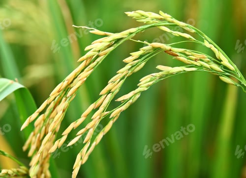 Preview: Paddy rice plant