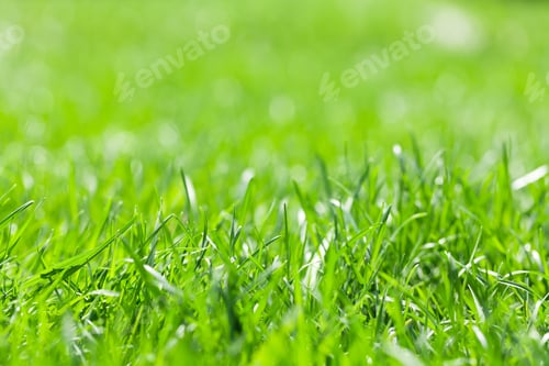 Preview: Green grass background