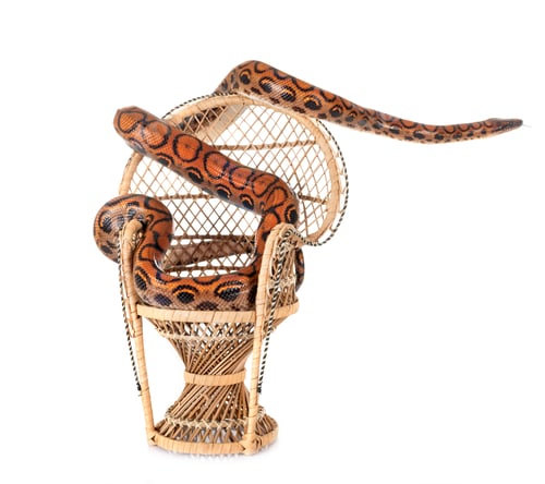 Preview: Rainbow boa in studio