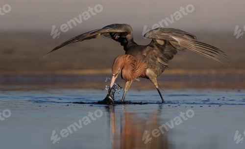 Preview: A Reddish Egret in Florida