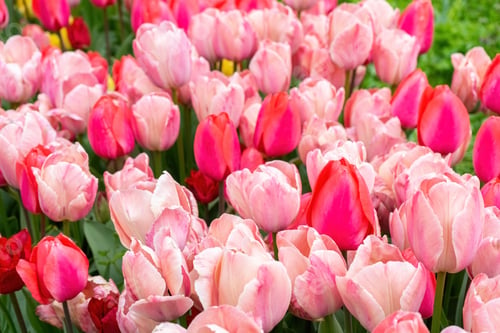 Preview: Various Tone Pink Tulips Flowers Blooming In A Park. Spring Floral Background.