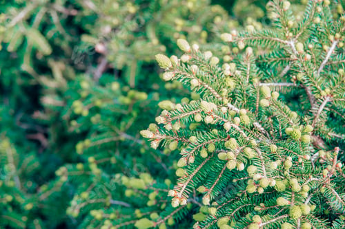 Preview: close-up branch with new young sprout of fir tree shoot in spring