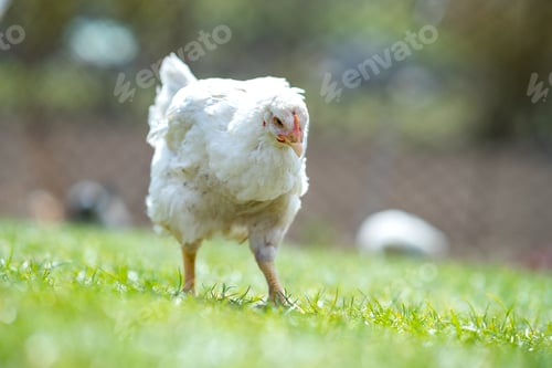 Preview: Hen feed on traditional rural barnyard. Close up of chicken standing on barn yard with green grass