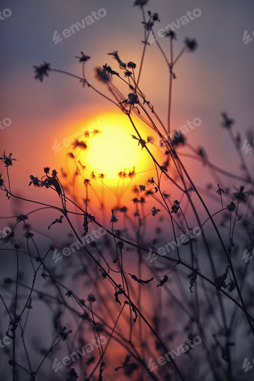 Preview: Dried flowers on a background sunset