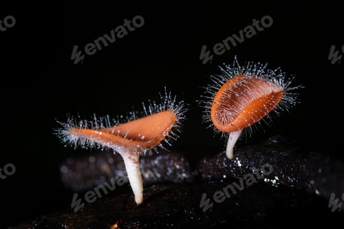 Preview: Beautiful champagne mushroom and hairy mushroom in rain forest with foggy black background.