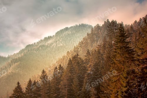 Vorschau: Winterwald bei Sonnenaufgang