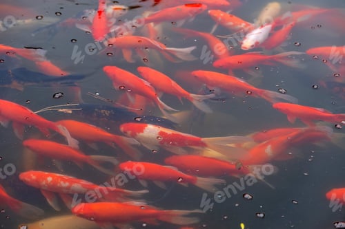 Preview: Koi fishes, carps swimming in an Asian garden pond, View from above