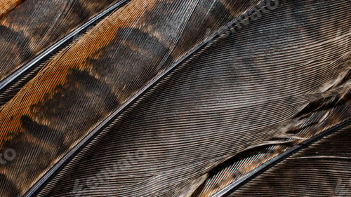 Preview: brown pheasant feathers with dark stripes. background