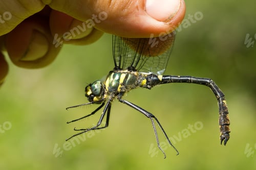 Preview: Selective focus shot of a man holding a Macromia splendens dragonfly by its wings