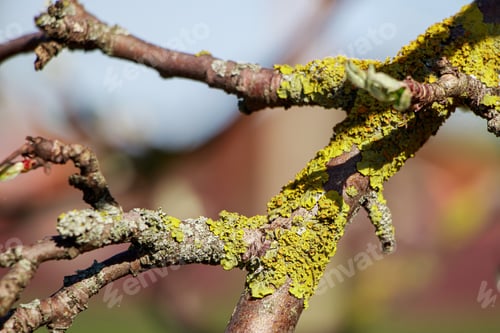Preview: Green lichen close-up on a tree branch. Plant disease.