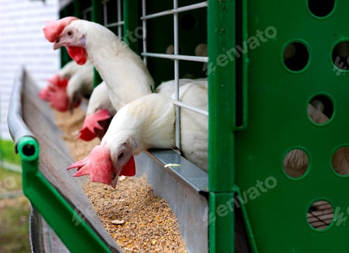 Preview: Breeding roosters and hens for meat feed inside the breeding area of a poultry farm, in Brazil.