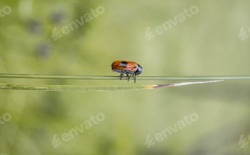 Preview: Macro shot of a tiny ladybug walking on a string in the forest on a blurry background