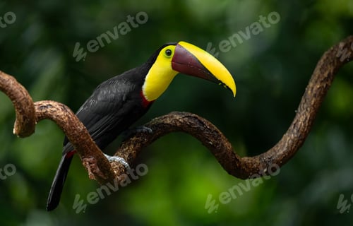 Preview: Toucan in Costa Rica