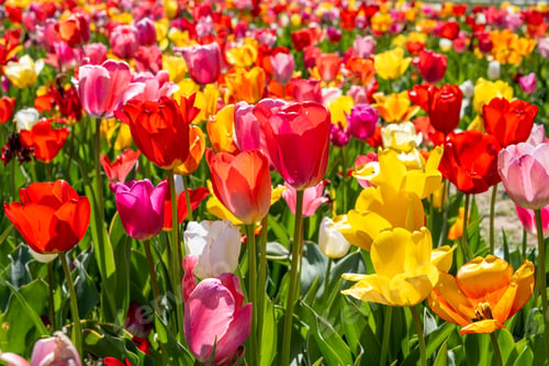 Preview: A field full of tulip flowers