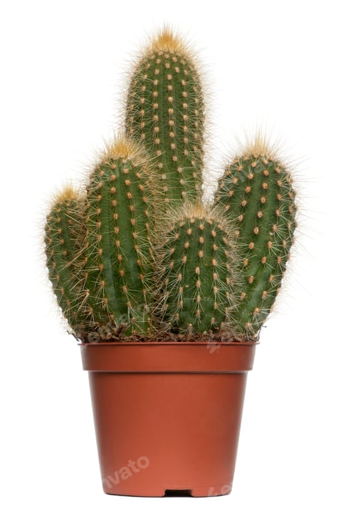 Preview: ( old)