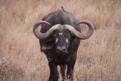 Preview: Closeup of an African buffalo against the yellow field