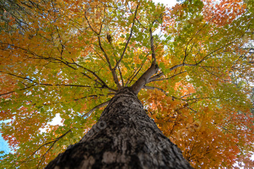 Preview: Autumn nature in North Carolina mountain woods