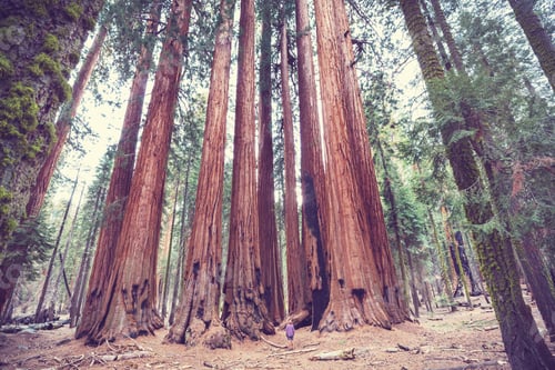 Preview: Sequoia