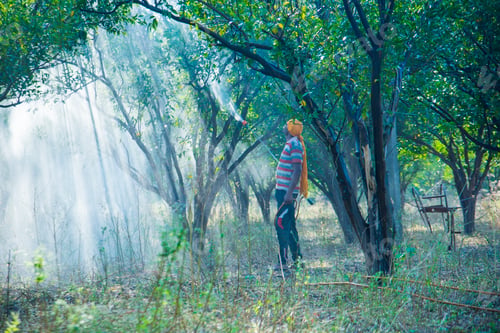 Preview: Farmer spraying fertilizer on orange tree field,
