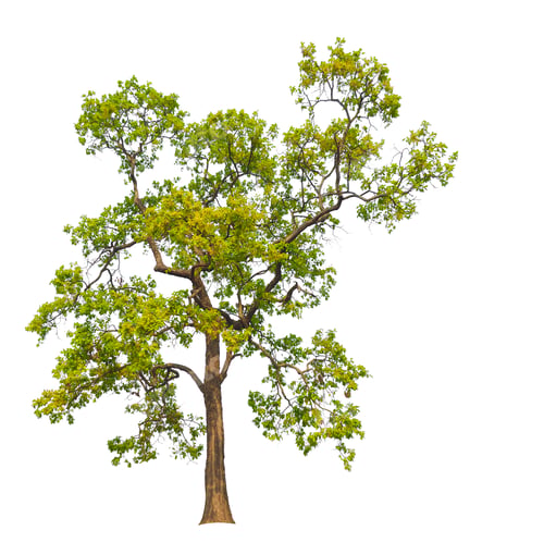 Preview: ttree on white background with clipping path