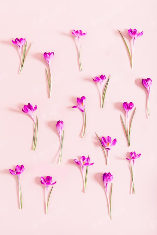 Preview: Layout from crocus flowers