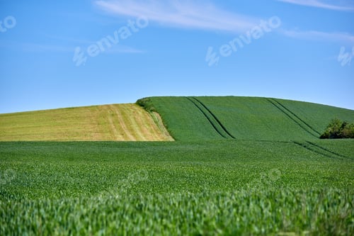 Preview: Green fields and blue sky in spring. Farmland in springtime - lots of copy space.