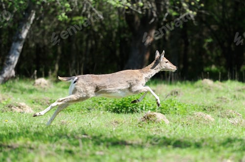 Preview: Deer in the natural environment