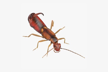 Preview: European Earwig (Forficula Auricularia) Close-Up