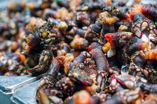 Preview: Fresh Goose neck barnacles or Galician barnacles known in Spain as percebes