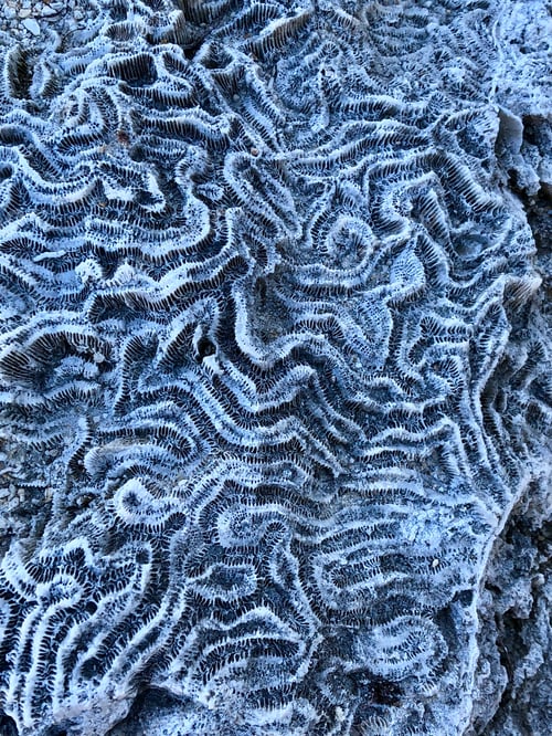Preview: Closeup of a coral rock.
