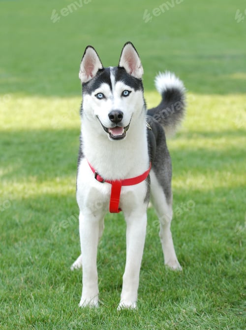 Preview: dog, siberian husky, pets, dogs, wilderness