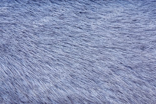 Preview: Fluffy Texture Of Fur Of Wild Animals Of Gray-Blue Color For Abstract Backgrounds