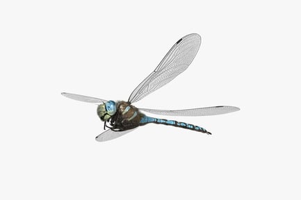 Preview: Paddle-tailed Darner Dragonfly Insect