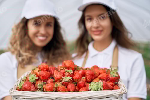Preview: Big basket of fresh strawberries