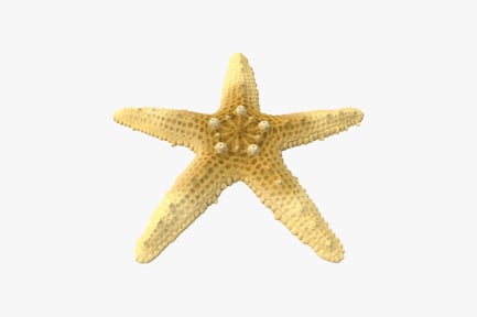 Preview: Six-armed starfish with perforated appendages