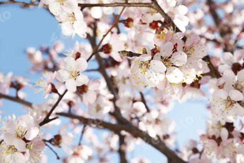 Aperçu: Closeup view of blossoming apricot tree on sunny day outdoors. Springtime