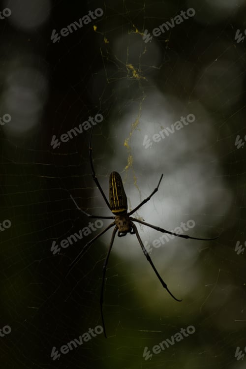Preview: Intricate spider web with a spider perched in the center in a dimly lit setting