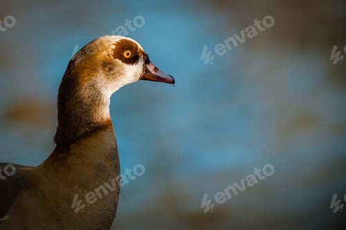 Preview: Closeup of a duck perched on a blurry background
