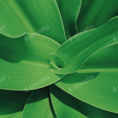 Lush Green Leaves Swirling in Abstract Pattern