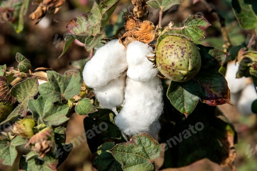 Preview: Cotton field white with ripe cotton ready for harvesting, India