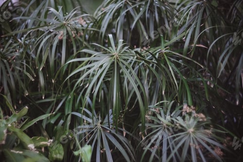 Preview: Macro photo of palm leaves, blurred, selective focus
