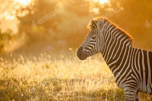 Preview: The side profile of zebra, Equus quagga, backlit by golden light