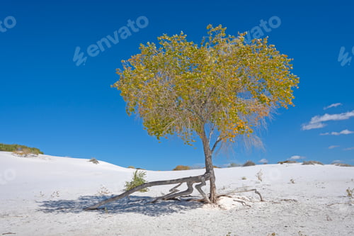 Preview: Survivor Tree in the White Sands