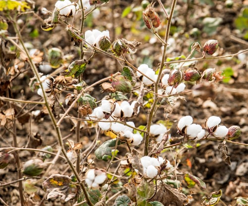Preview: Closed up Cotton ball, Cotton blossom ready for harvesting,cotton tree.