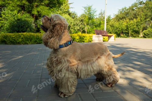 Preview: American spaniel, concept of pet and best friend - dog