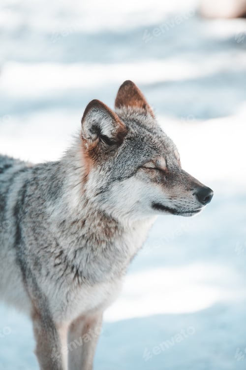 Preview: Wolf on snow field